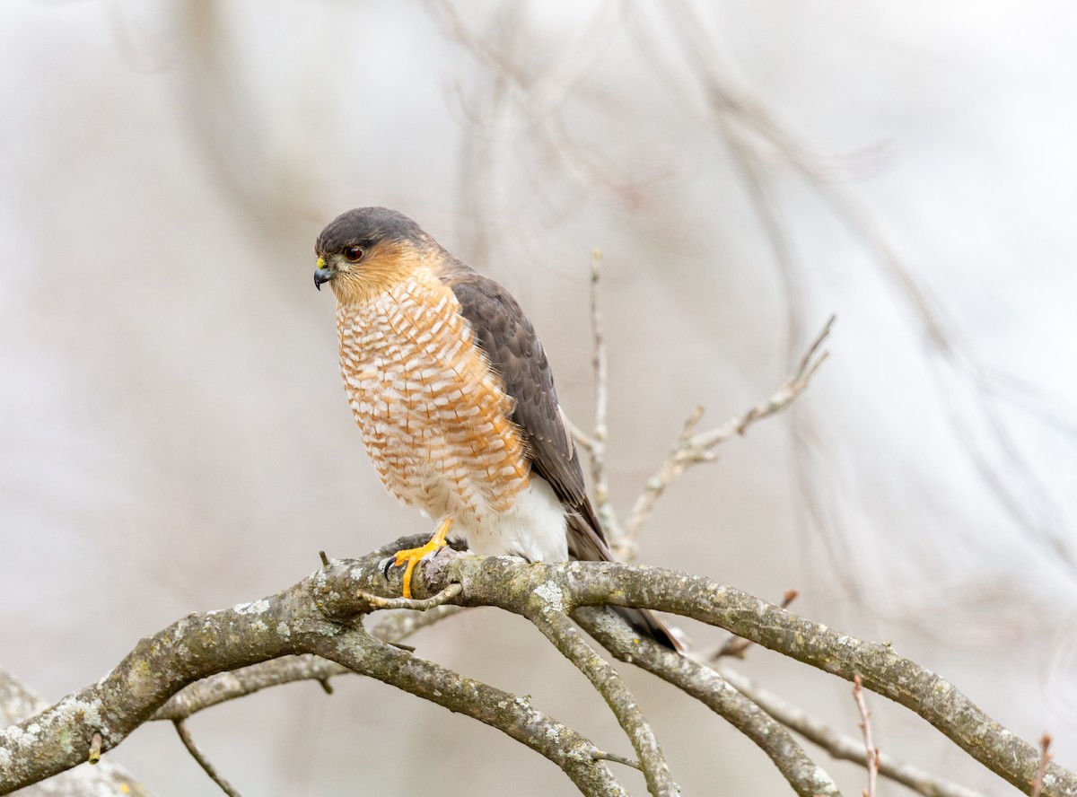 Sharp-shinned Hawk - ML299088071