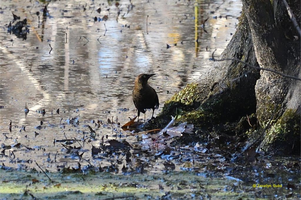 Rusty Blackbird - ML299088821