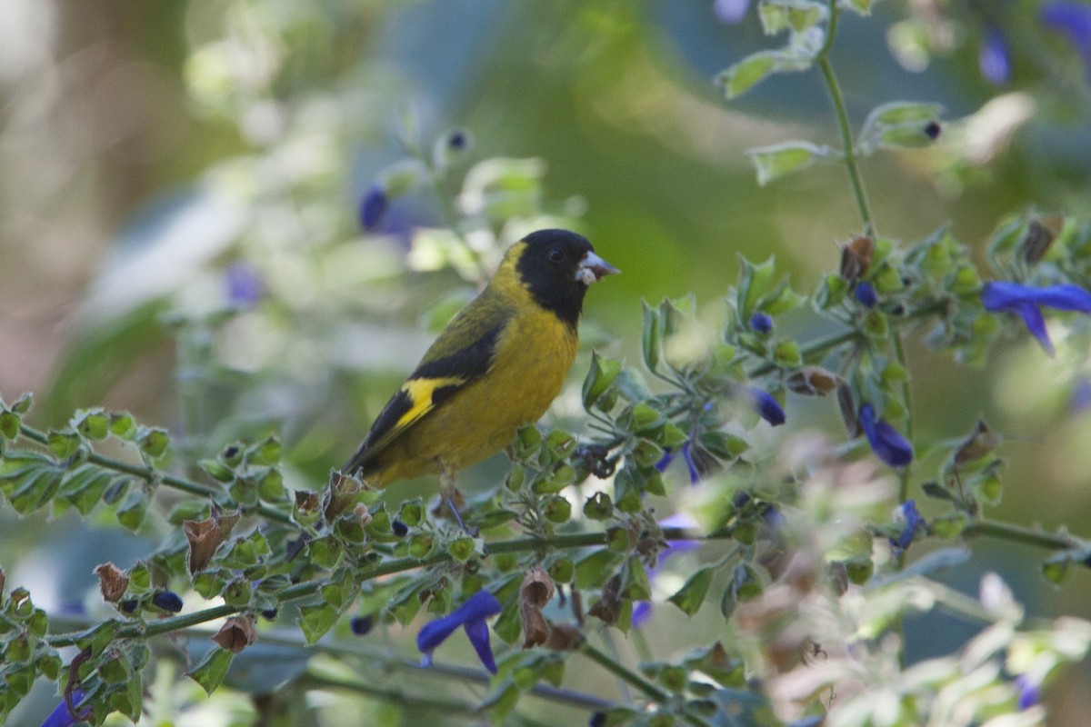 Black-headed Siskin - ML299089371