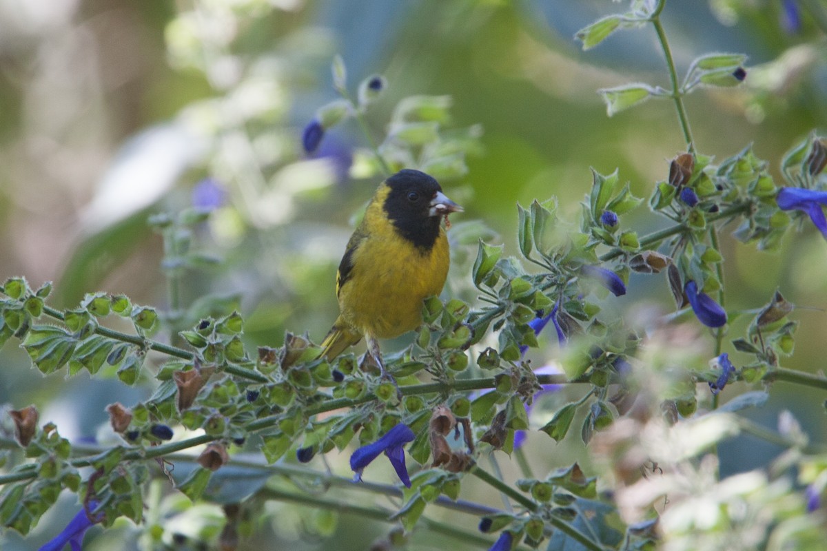 Black-headed Siskin - ML299089441