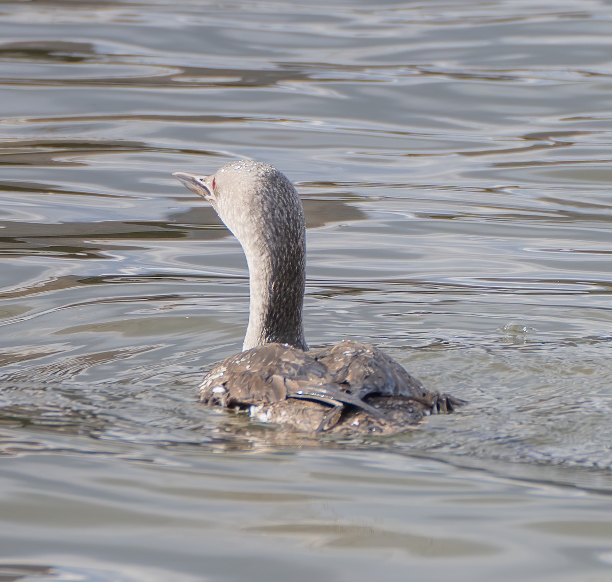 Red-throated Loon - ML299091011