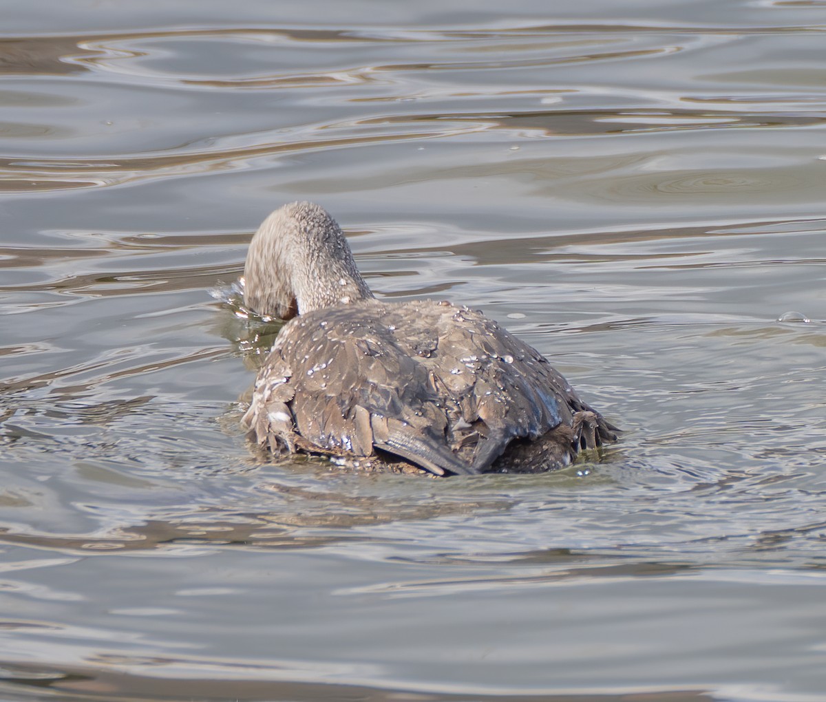 Red-throated Loon - ML299091031