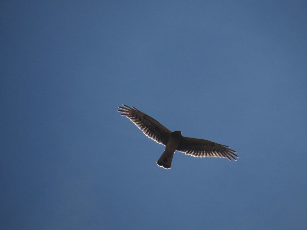 Northern Harrier - ML299092181