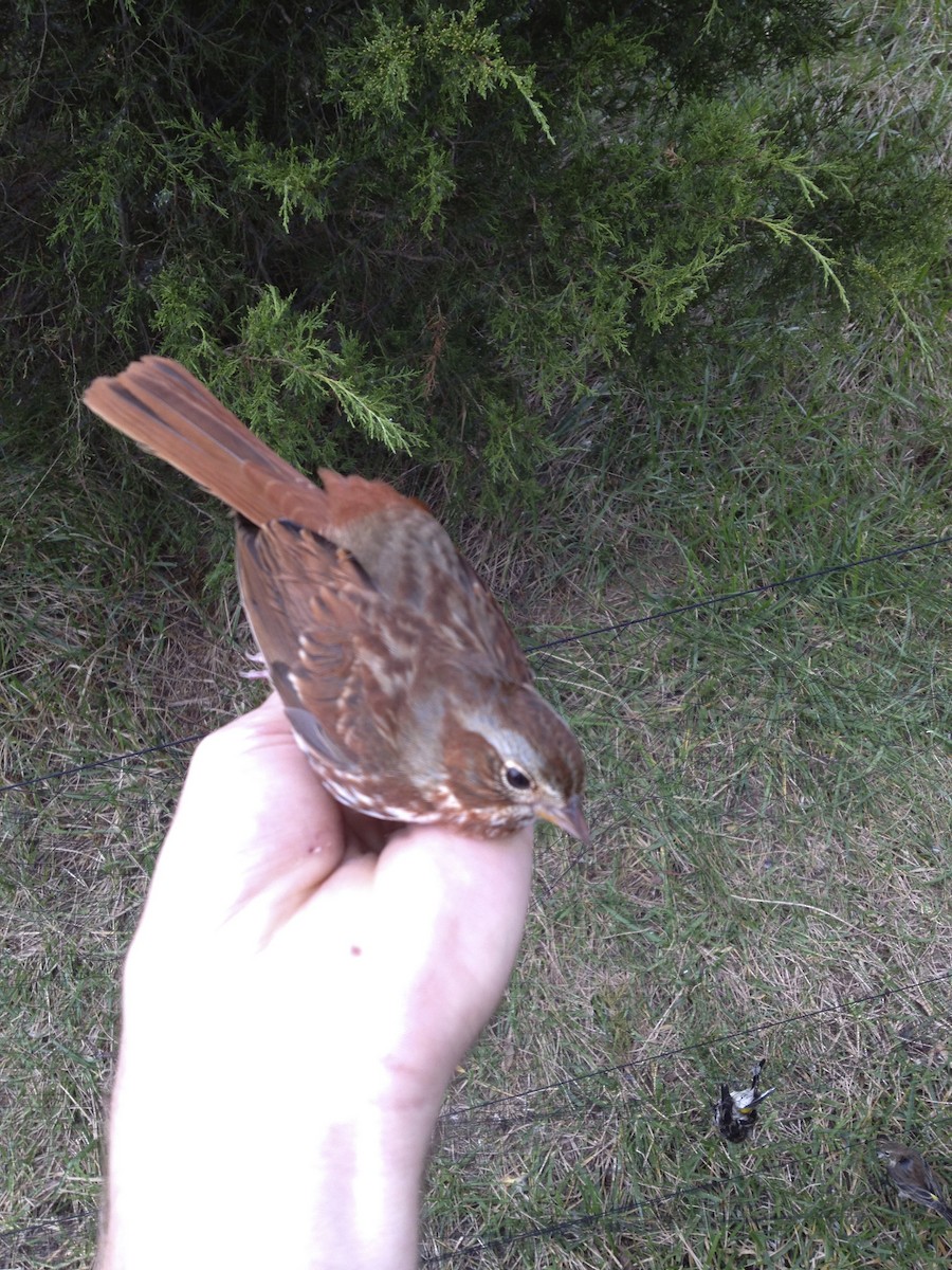 Fox Sparrow - ML29909271