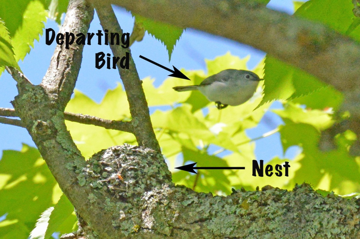 Blue-gray Gnatcatcher - ML29909411