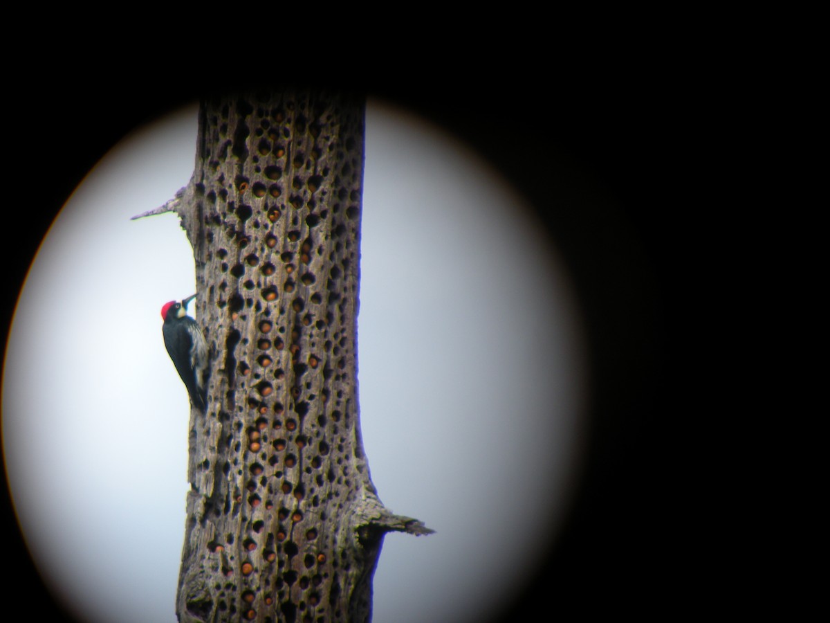 Acorn Woodpecker - ML299094761