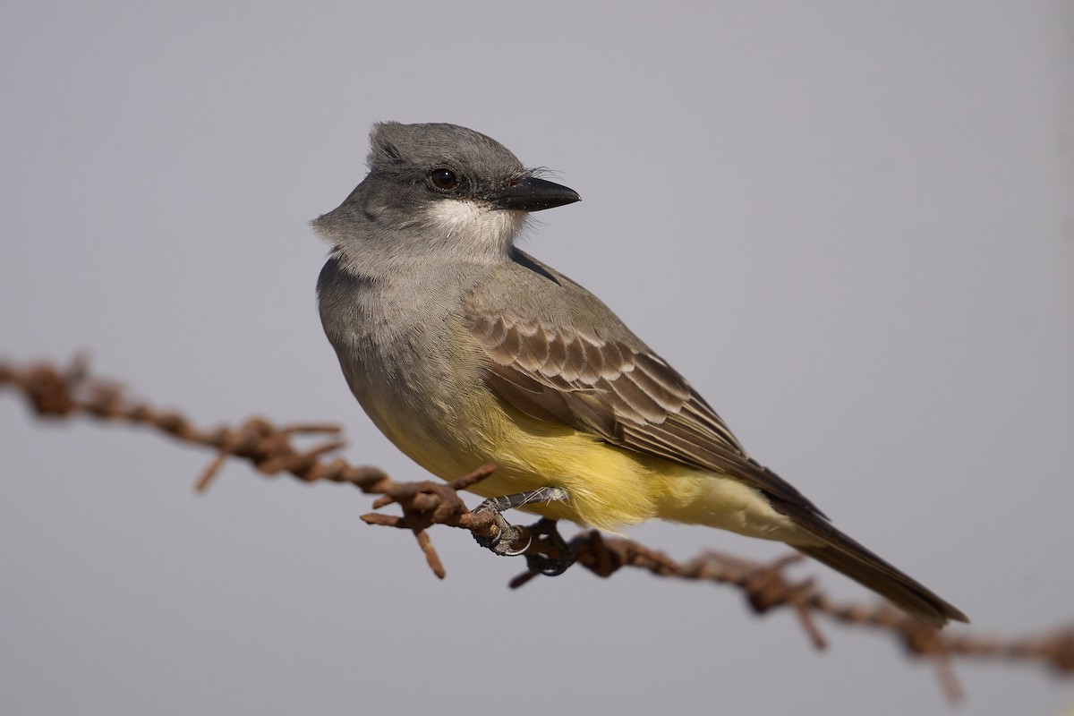 Cassin's Kingbird - ML299094871