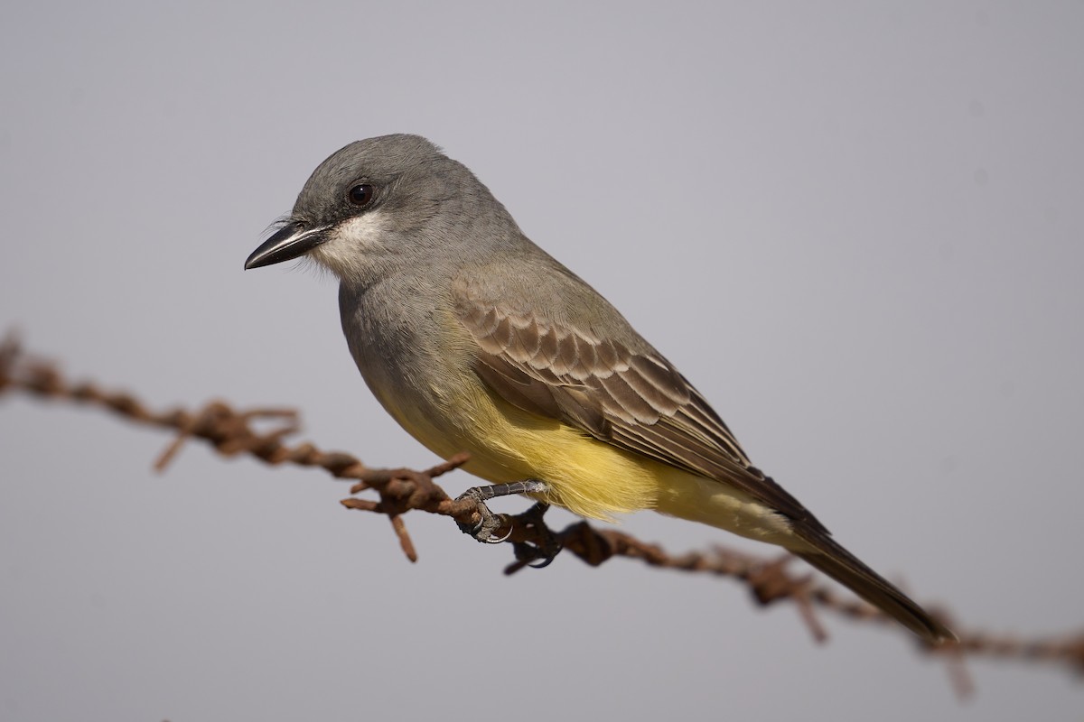 Cassin's Kingbird - ML299095921