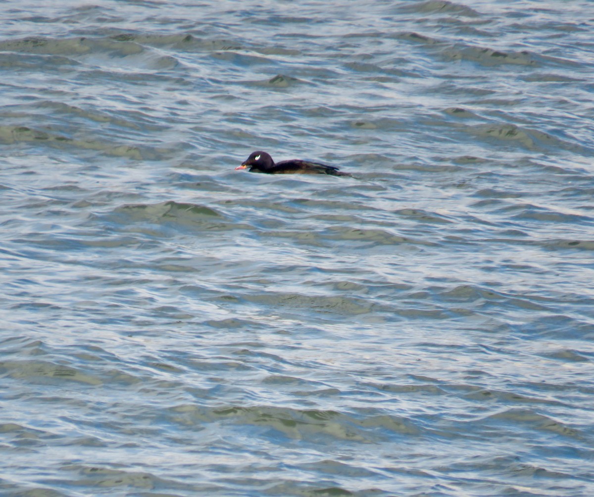 White-winged Scoter - ML299096081