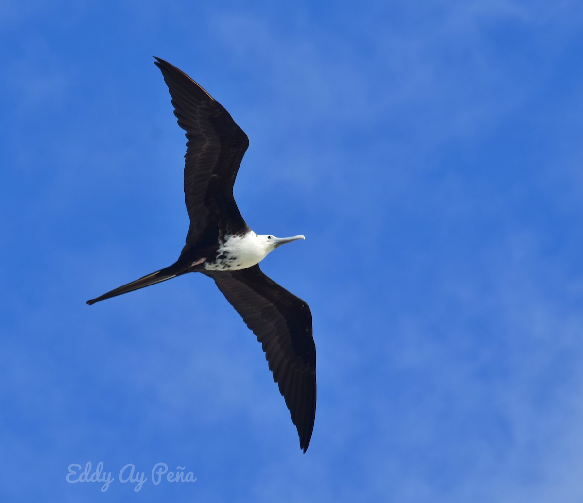 Magnificent Frigatebird - ML299096151