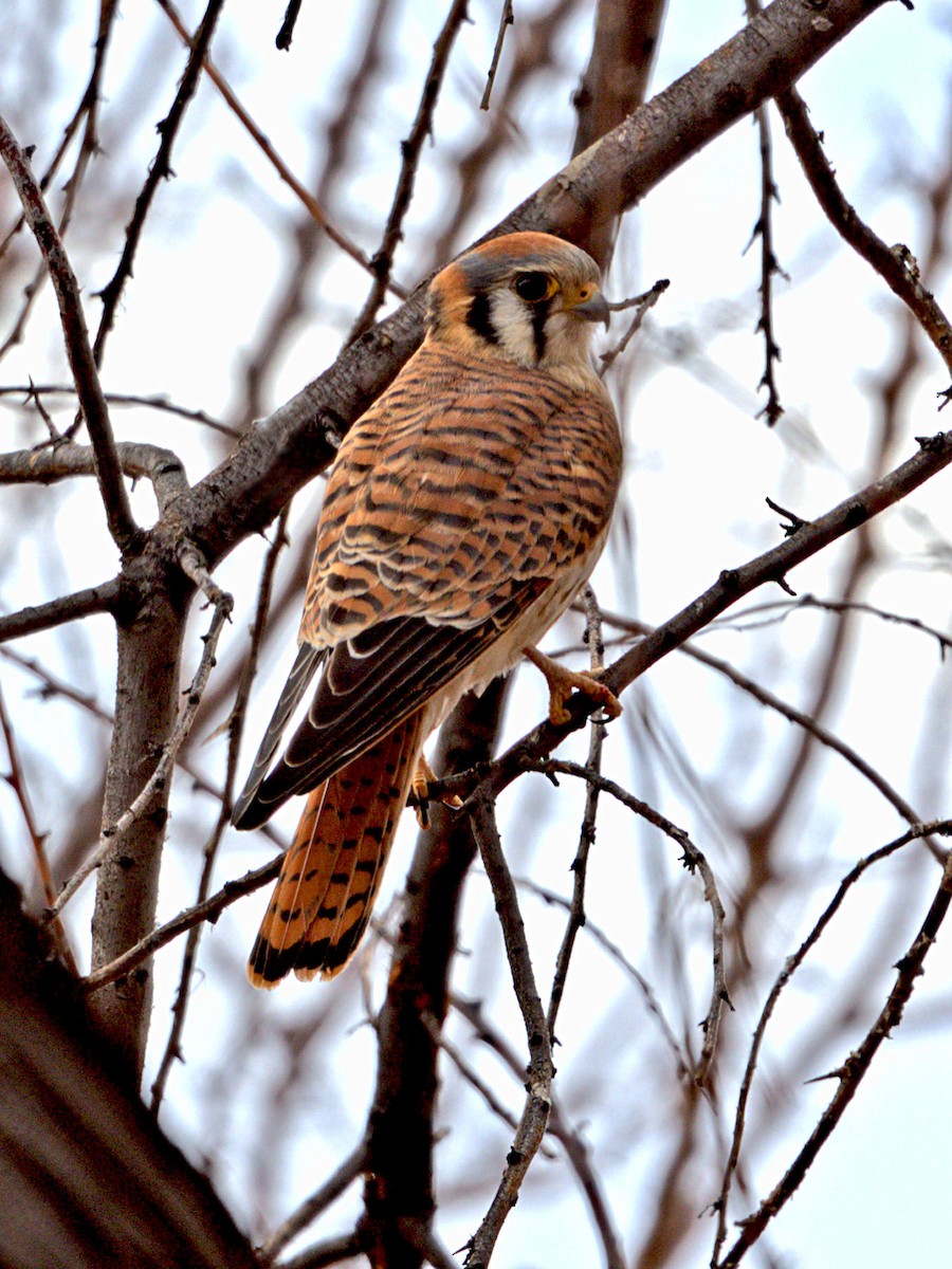 American Kestrel - ML299098011