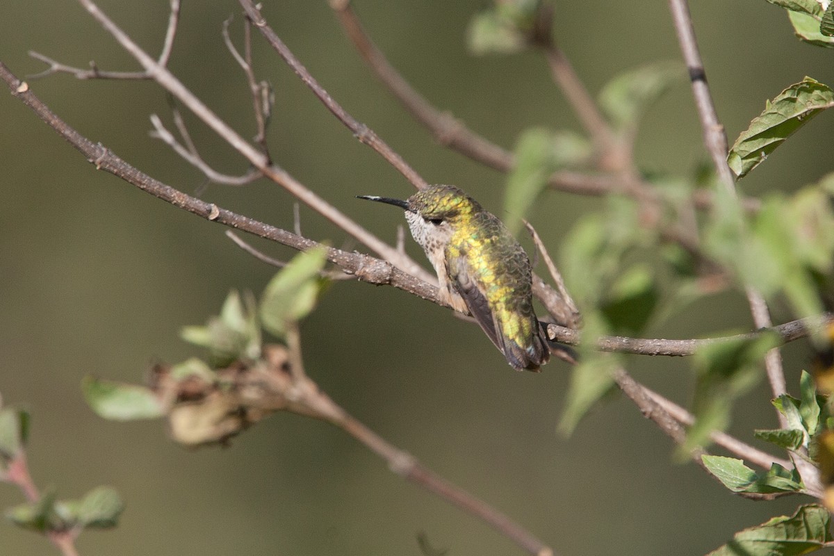 Calliope Hummingbird - ML299099181