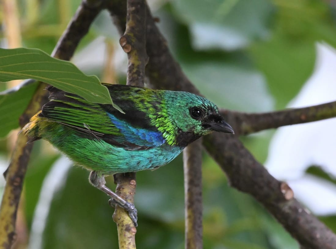 Green-headed Tanager - ML299101791