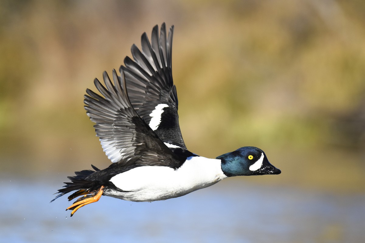 Barrow's Goldeneye - ML299102041