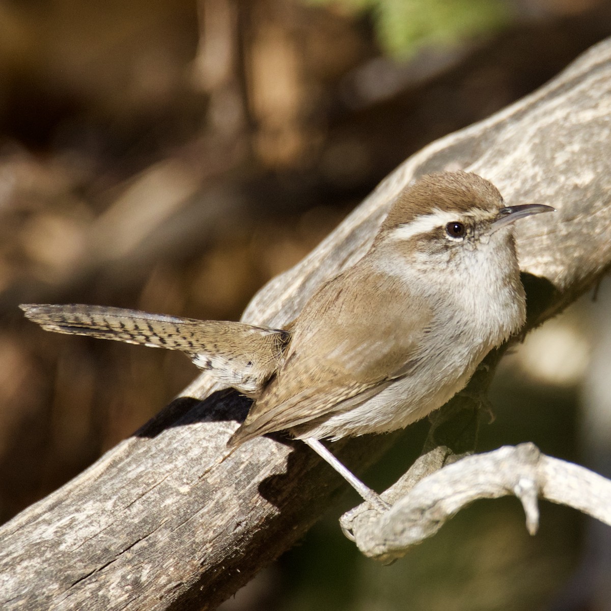 Bewick's Wren - ML299102141