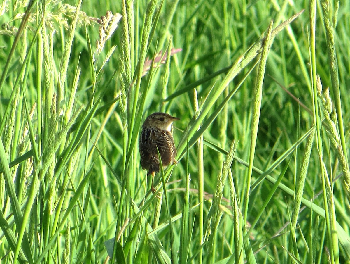 Sedge Wren - ML29910301