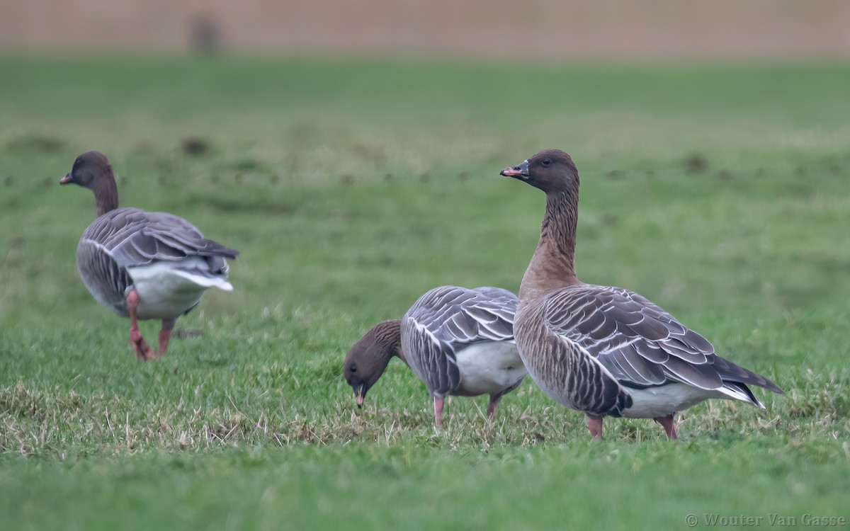Pink-footed Goose - Wouter Van Gasse