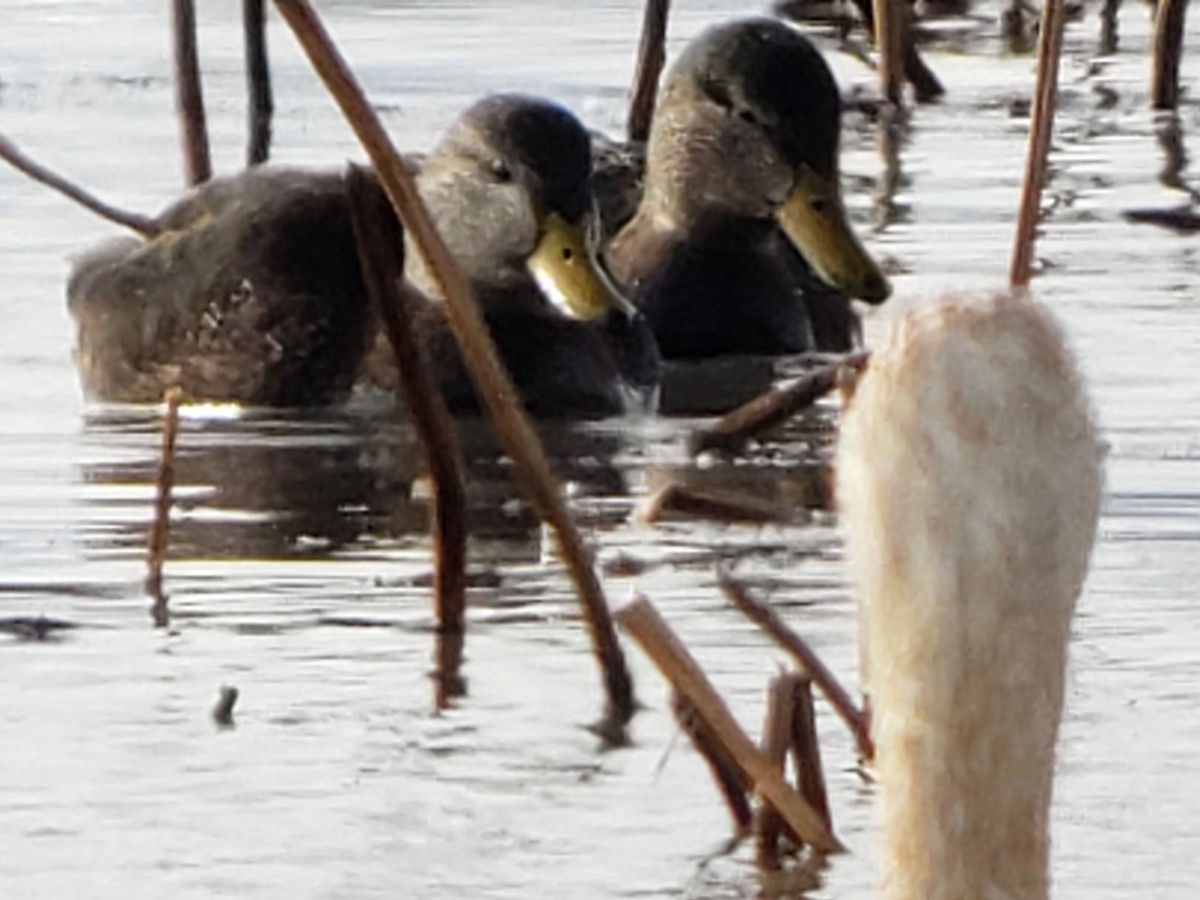 American Black Duck - ML299105111