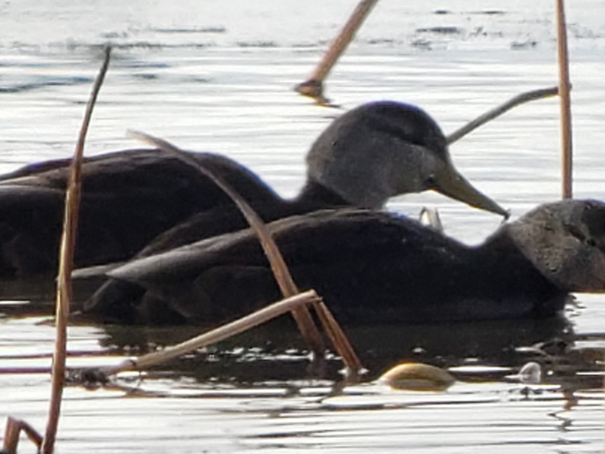 American Black Duck - ML299105131