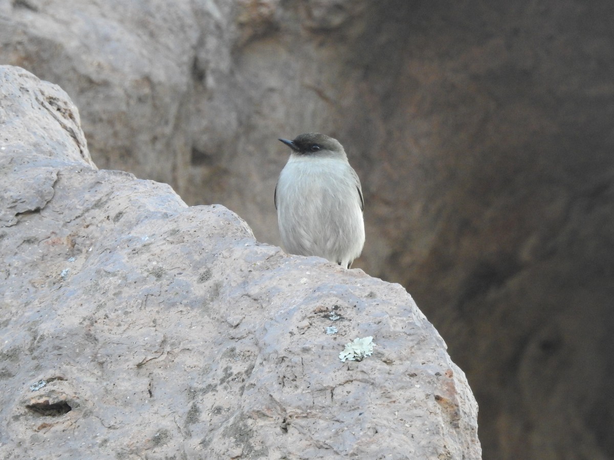 Dark-faced Ground-Tyrant - ML299105201