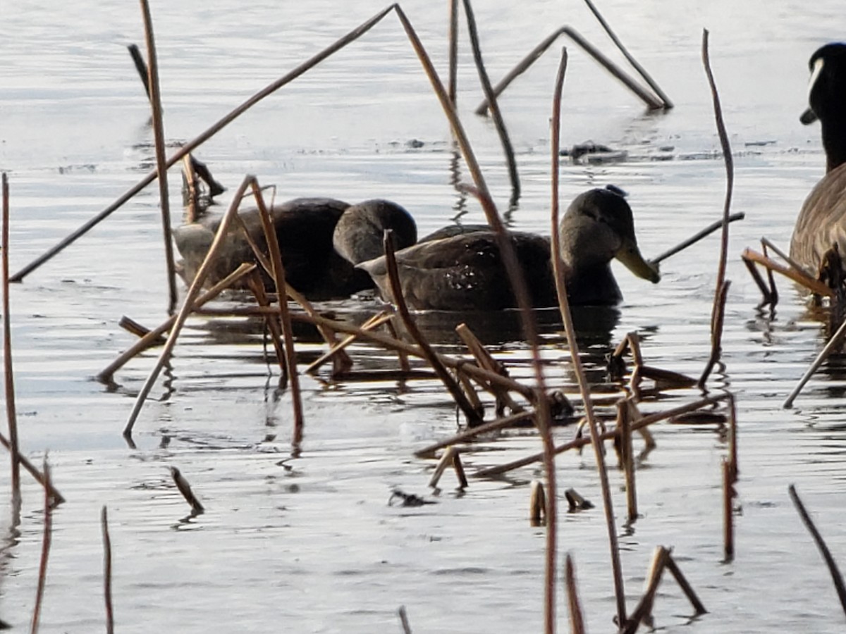 American Black Duck - ML299105361