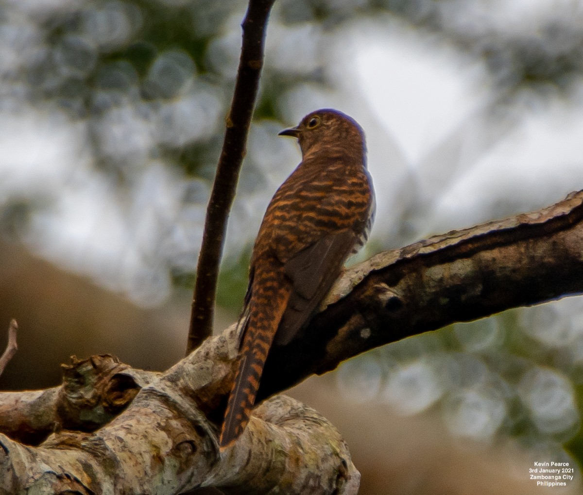 Brush Cuckoo (Sunda) - ML299106121