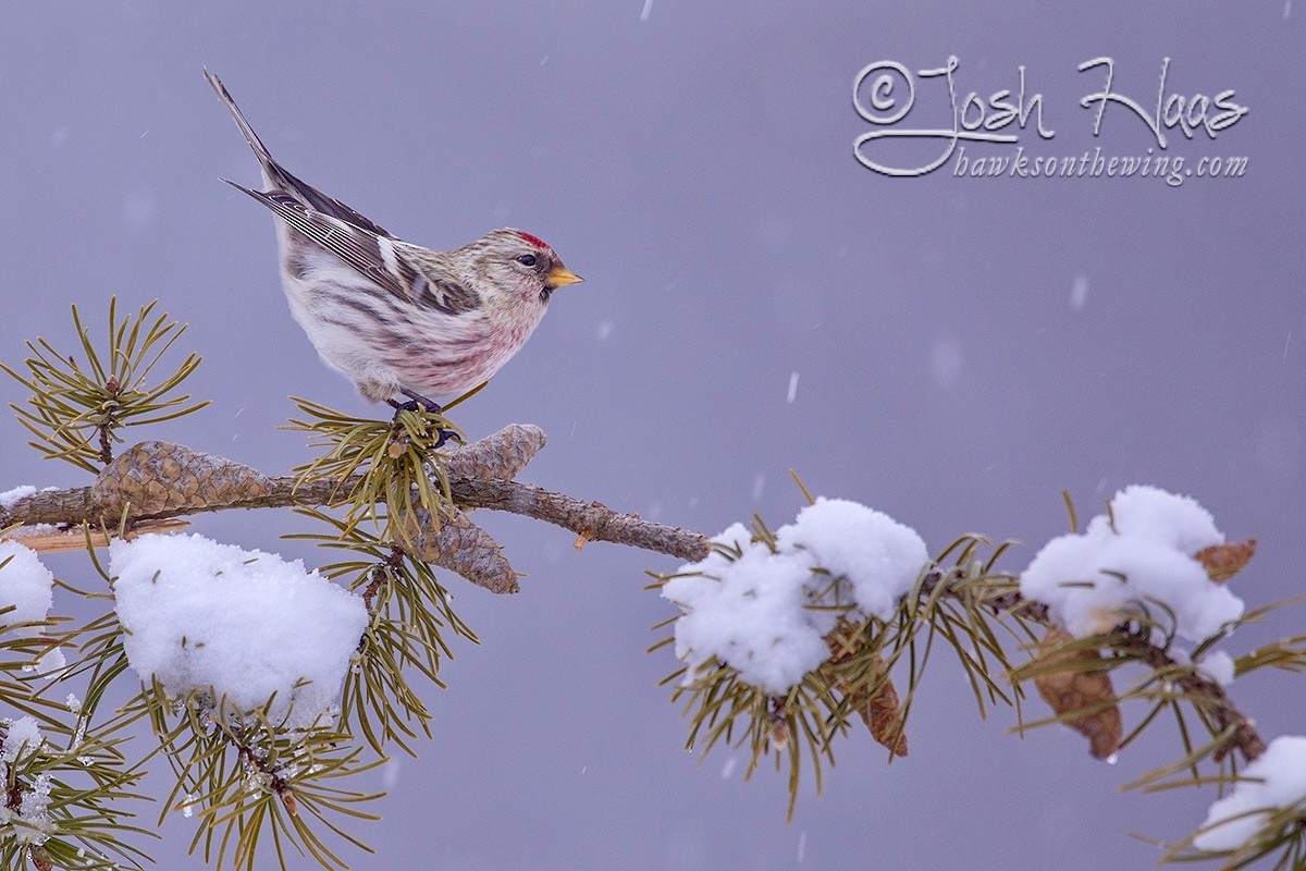 Common Redpoll - ML299107521