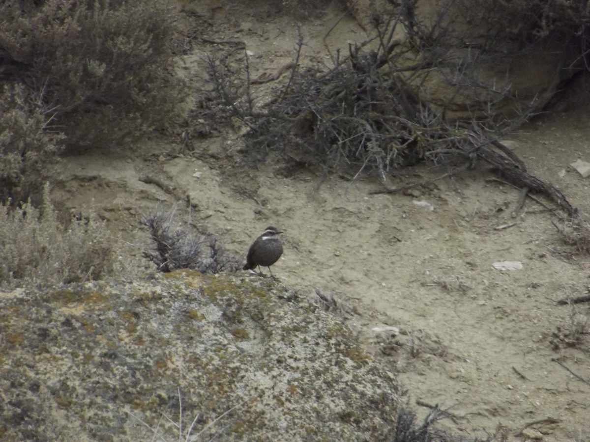 Dark-bellied Cinclodes - ML299109081