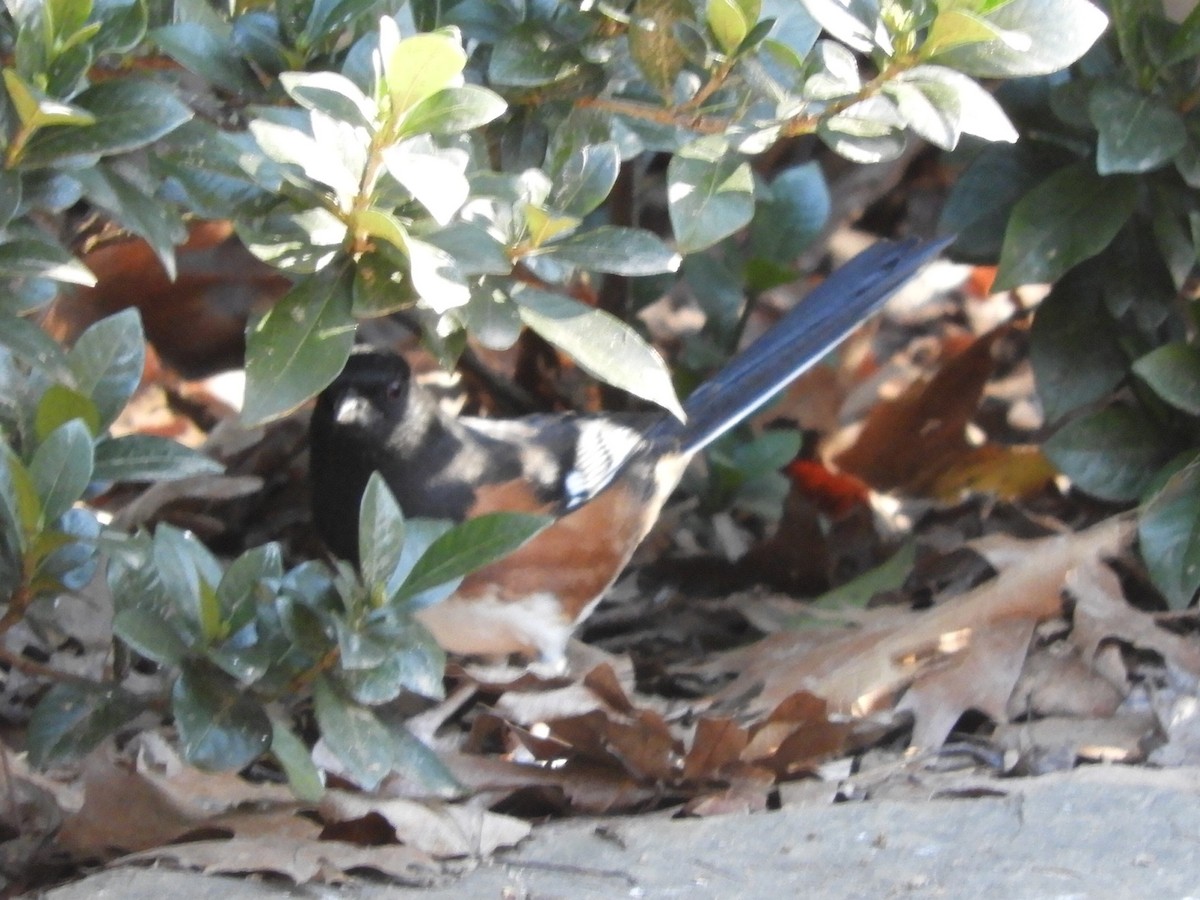 Eastern Towhee - ML299110341