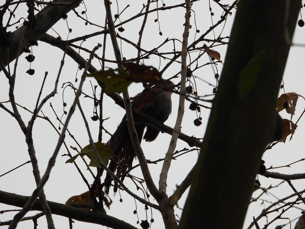 Squirrel Cuckoo - Adrianh Martinez-Orozco