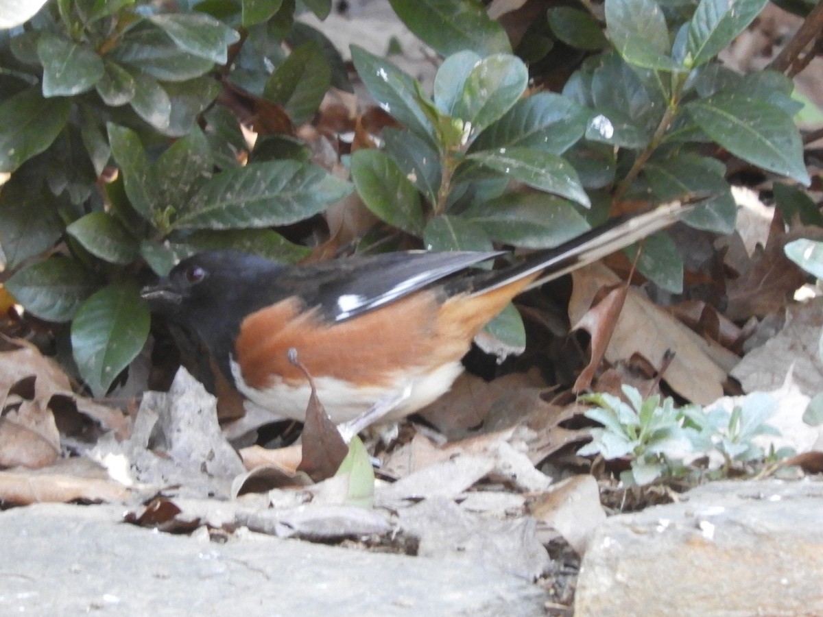 Eastern Towhee - ML299110581