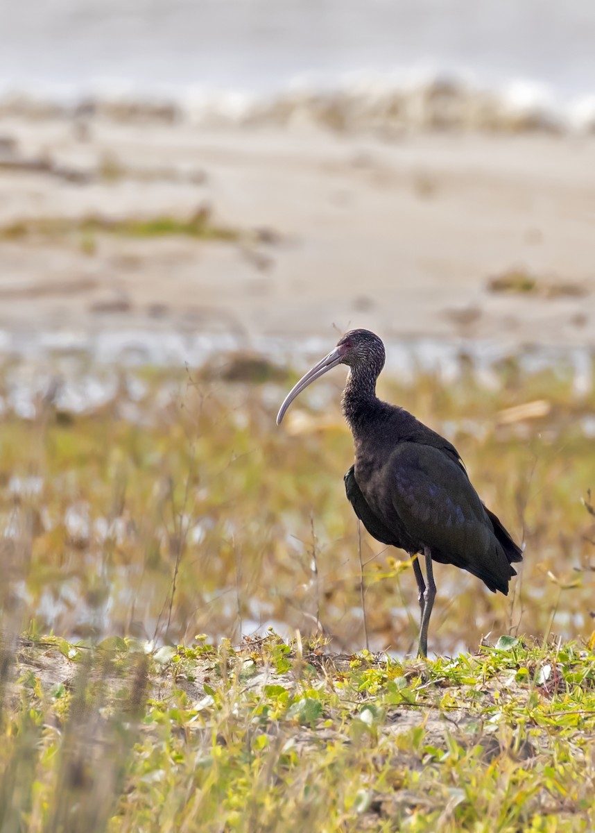 White-faced Ibis - ML299111731