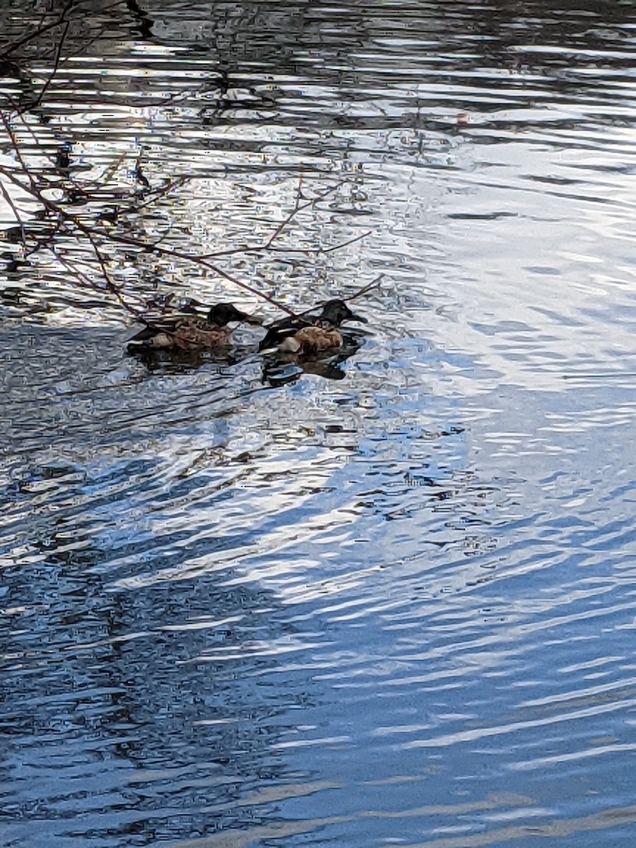 Northern Shoveler - Livia .