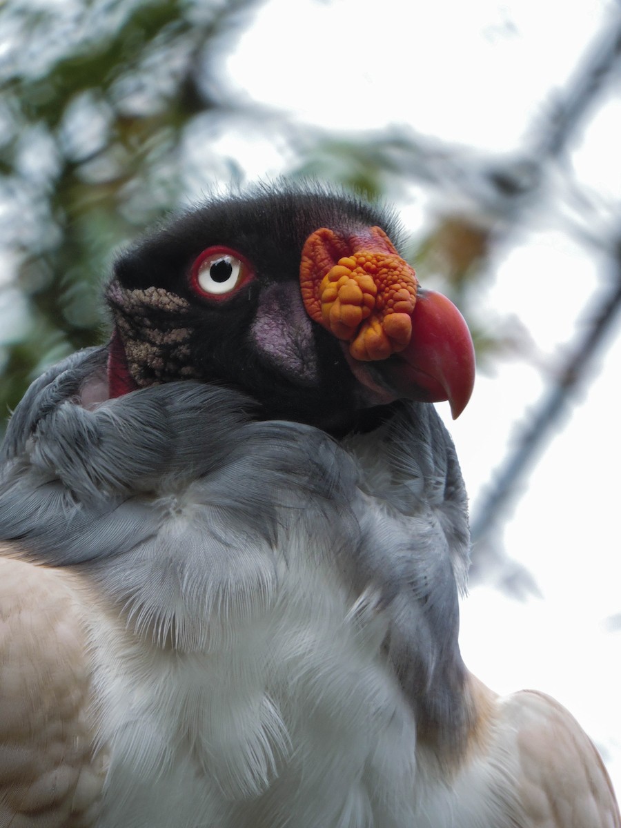 King Vulture - ML299112541