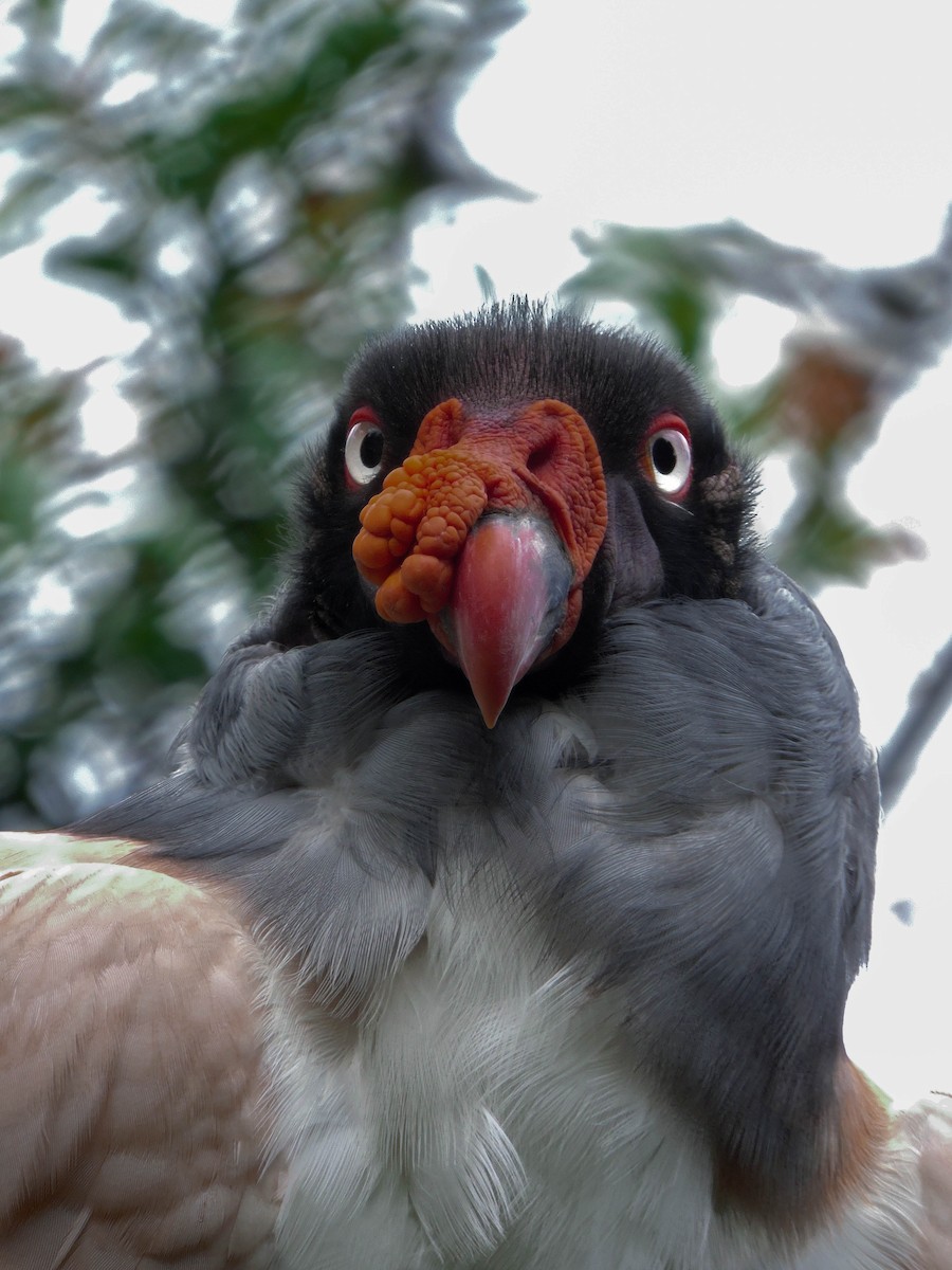 King Vulture - ML299112561