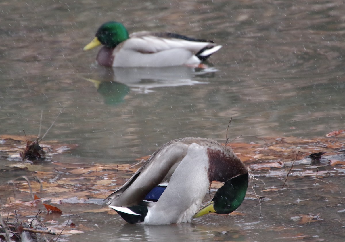 Mallard - ML299114211