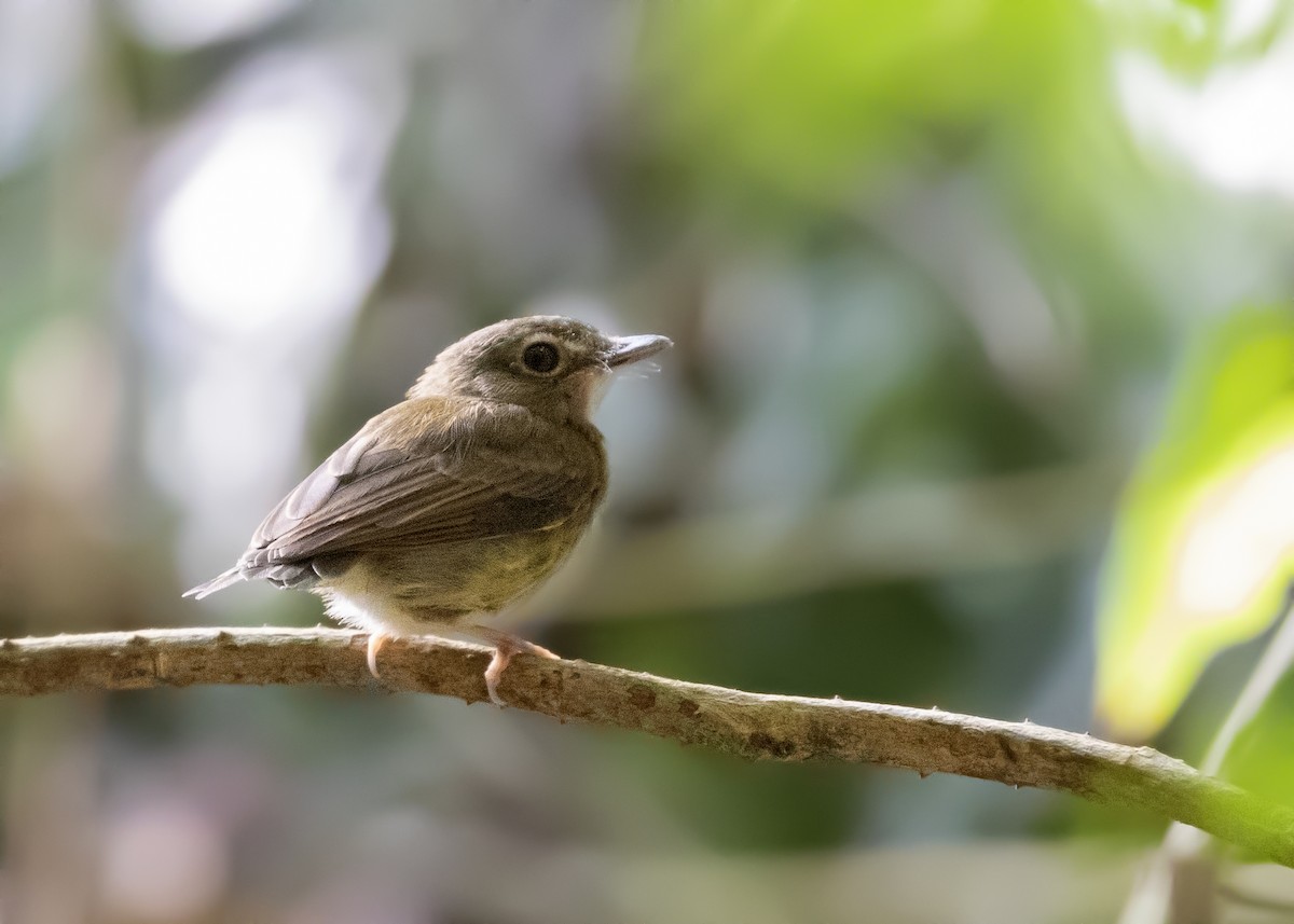 Cinnamon-crested Spadebill - Caio Brito | Brazil Birding Experts
