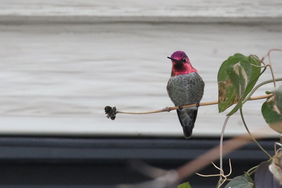 Anna's Hummingbird - ML299116511