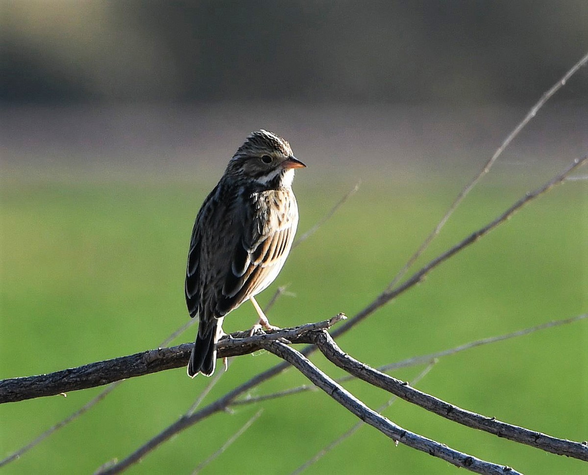 Savannah Sparrow - ML299117001