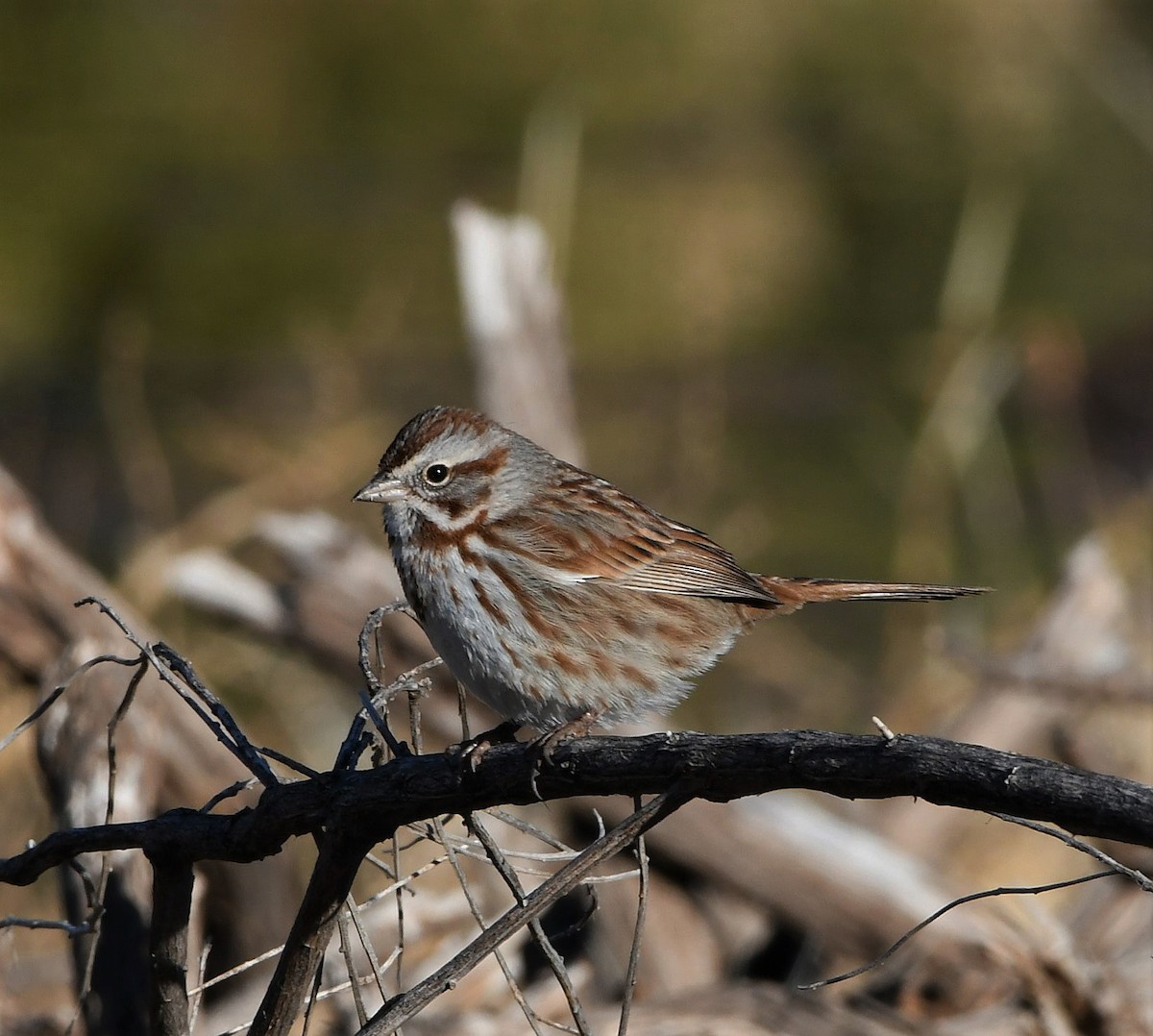 Song Sparrow - ML299117081