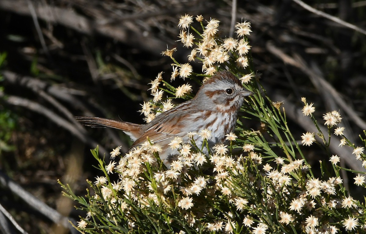 Song Sparrow - David Beaudette