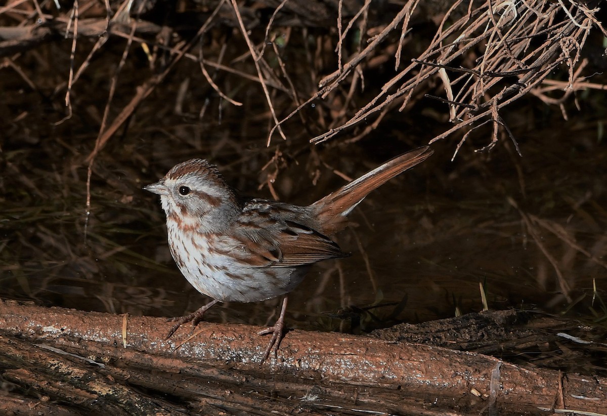 Song Sparrow - David Beaudette