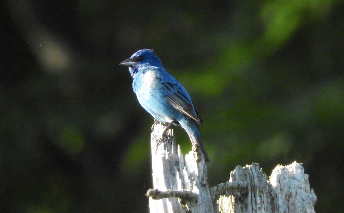 Indigo Bunting - ML29911731