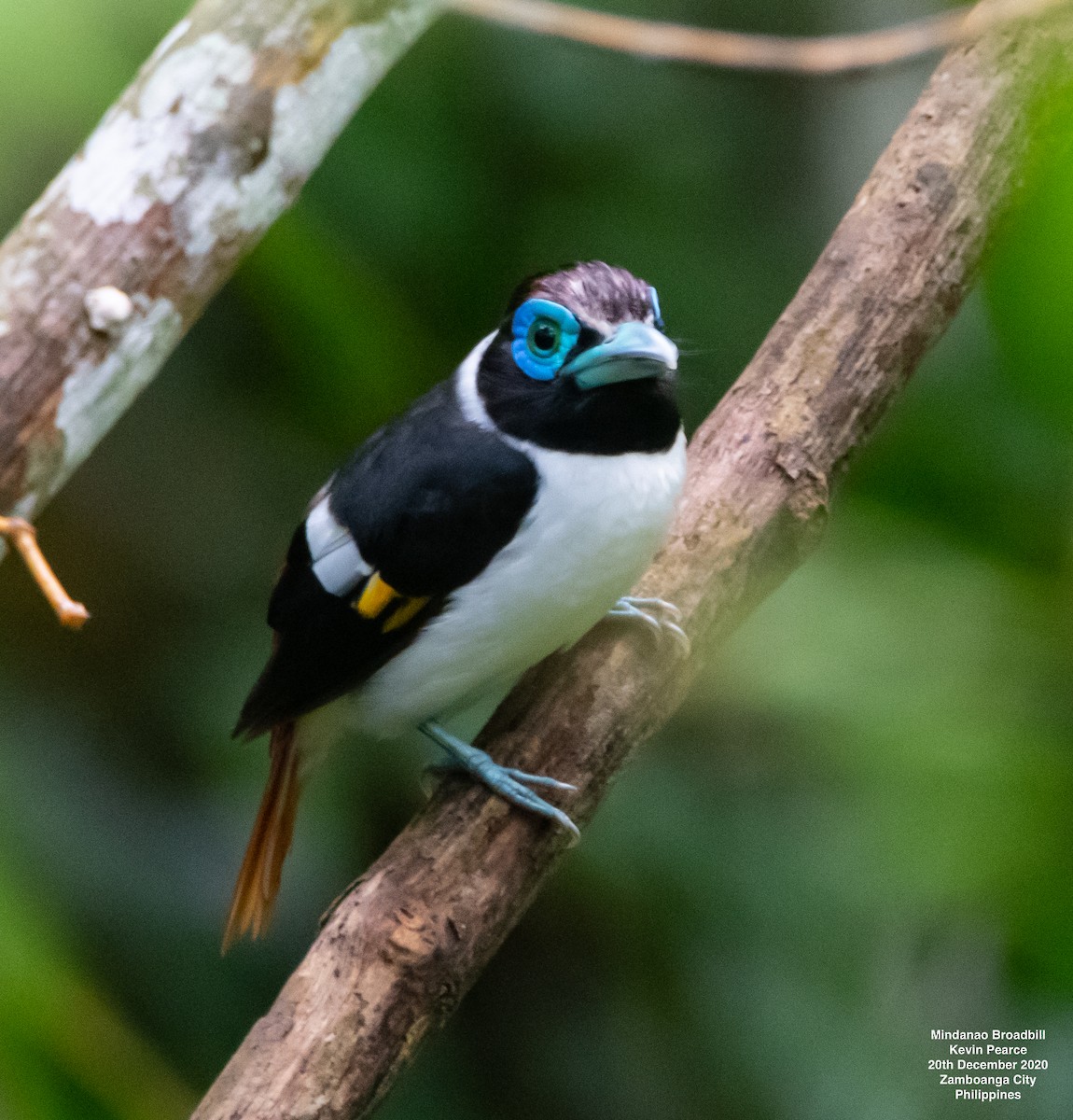 Wattled Broadbill - ML299117331