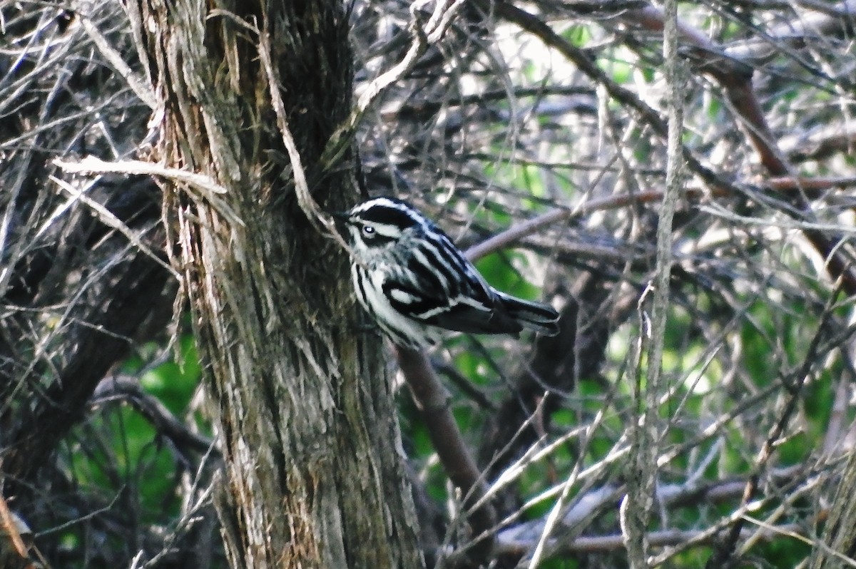 Black-and-white Warbler - ML29912021