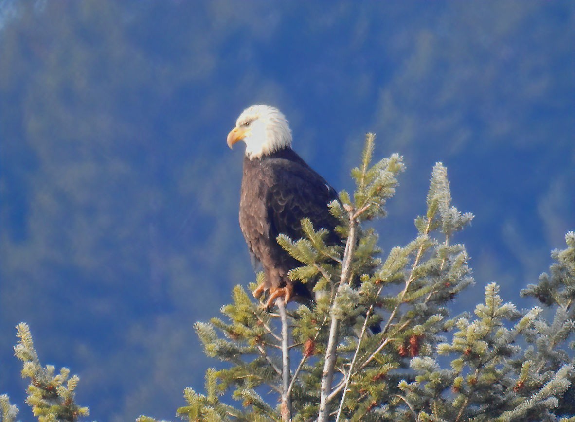 Bald Eagle - ML299120341