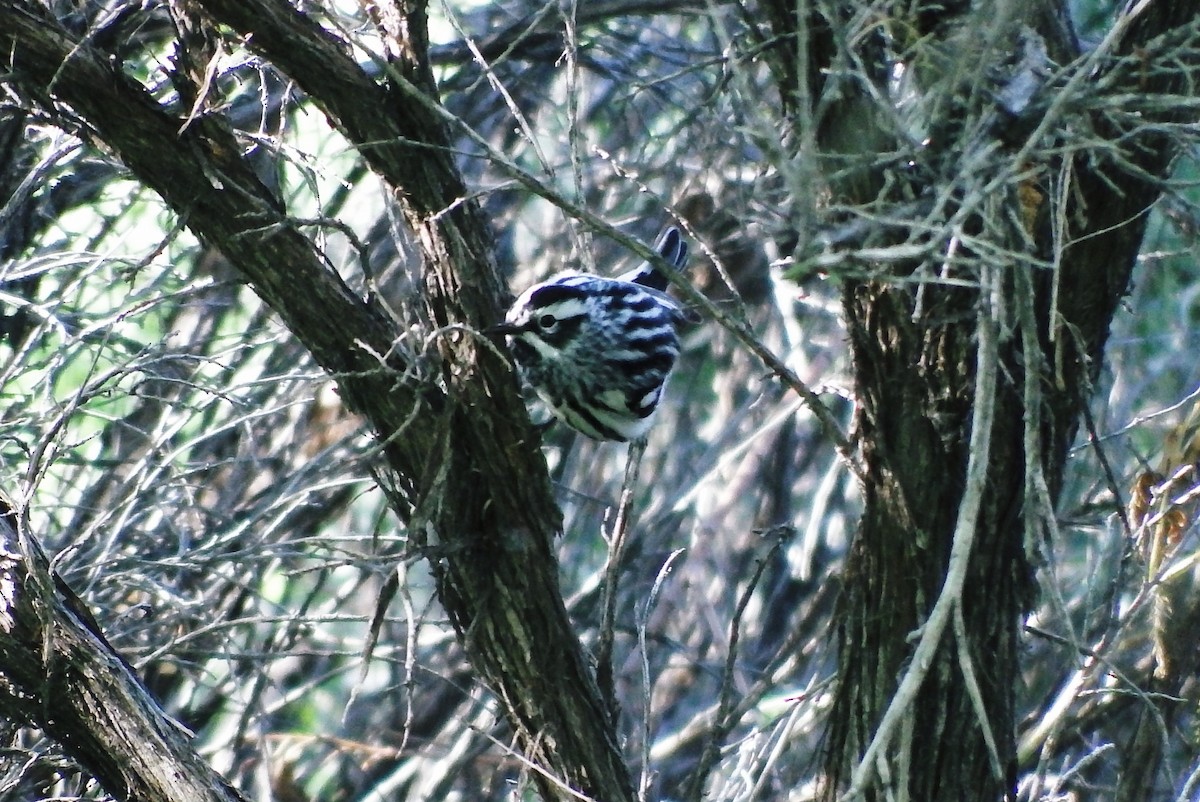 Black-and-white Warbler - ML29912041