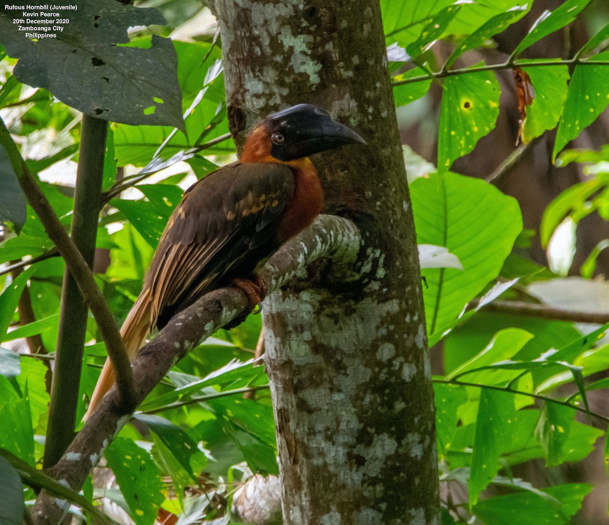 Rufous Hornbill - ML299120761