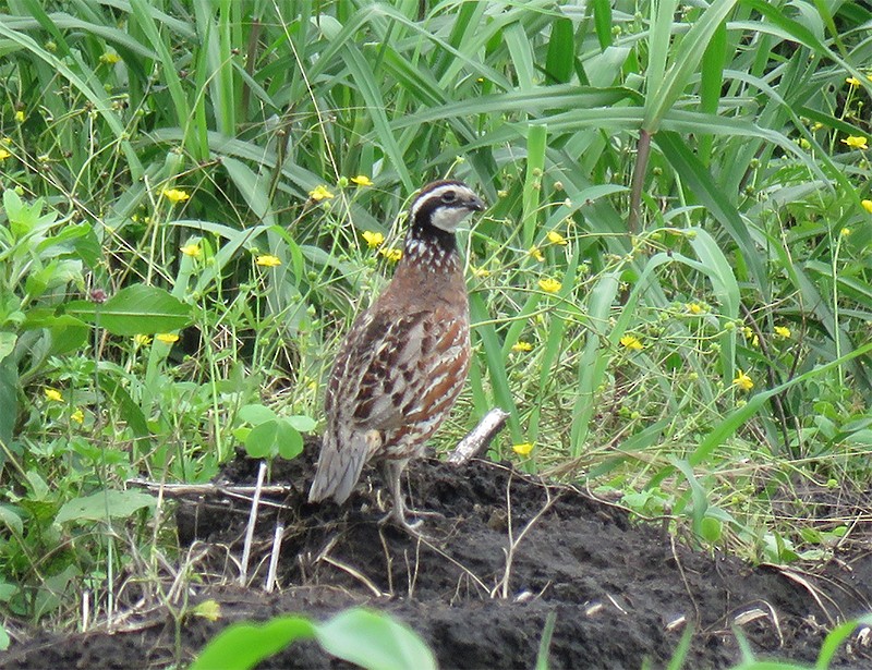 Northern Bobwhite - Karen Lebing