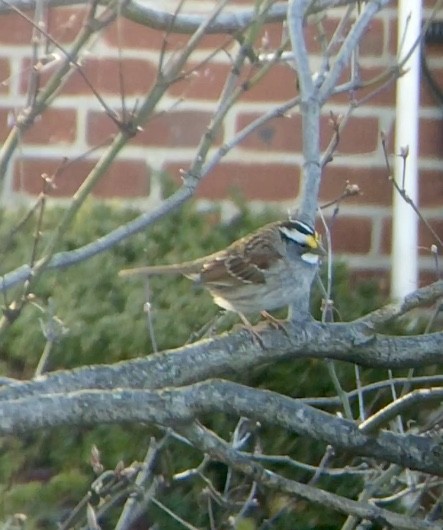 White-throated Sparrow - ML299123021